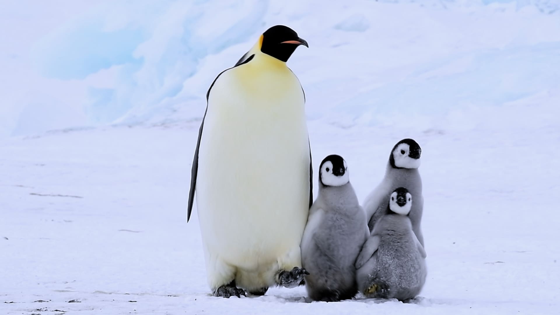  動物童萌 | 得意寶寶（上） 