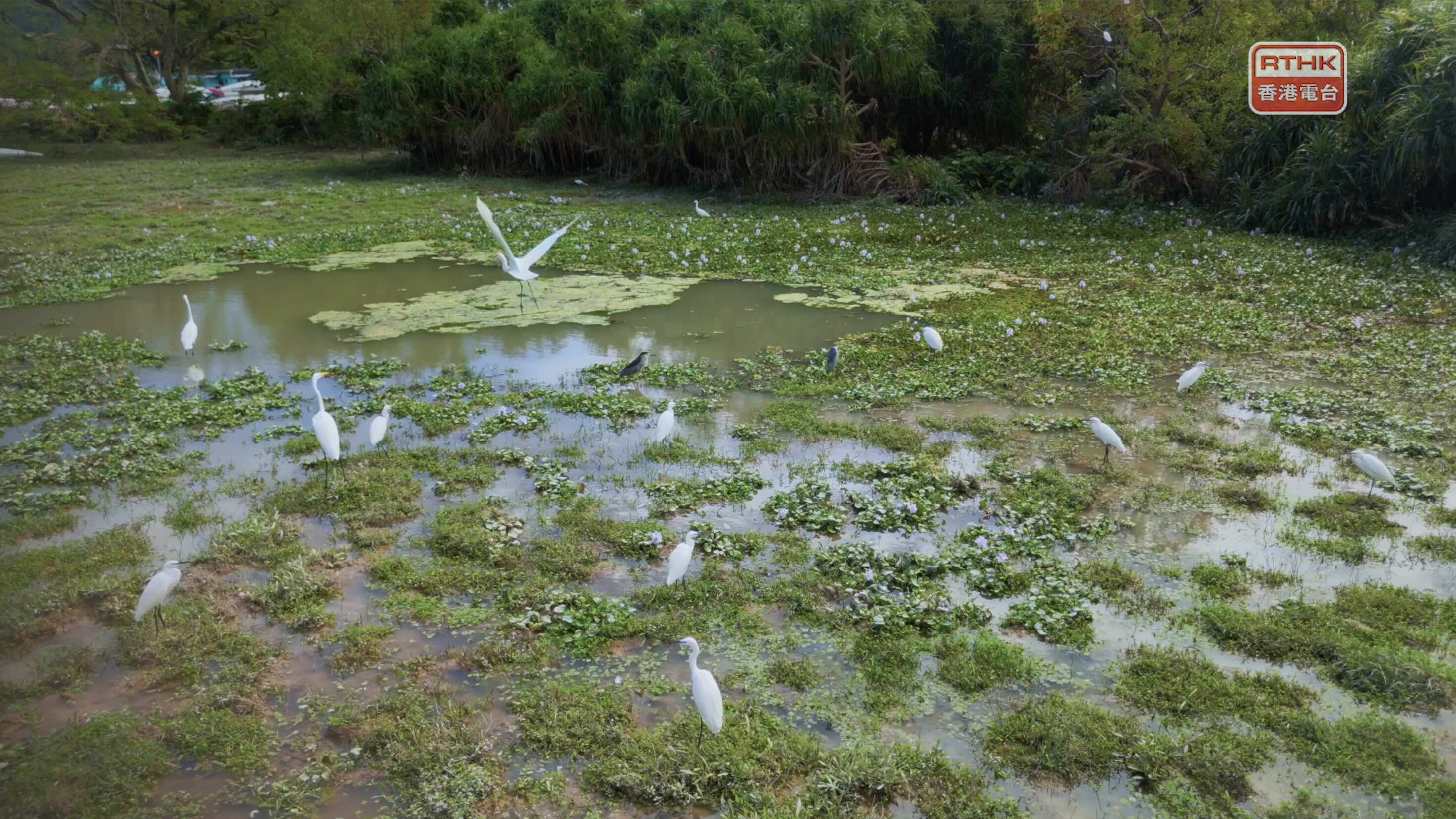 大嶼山貝澳的淡水濕地生態，吸引鳥類棲息。