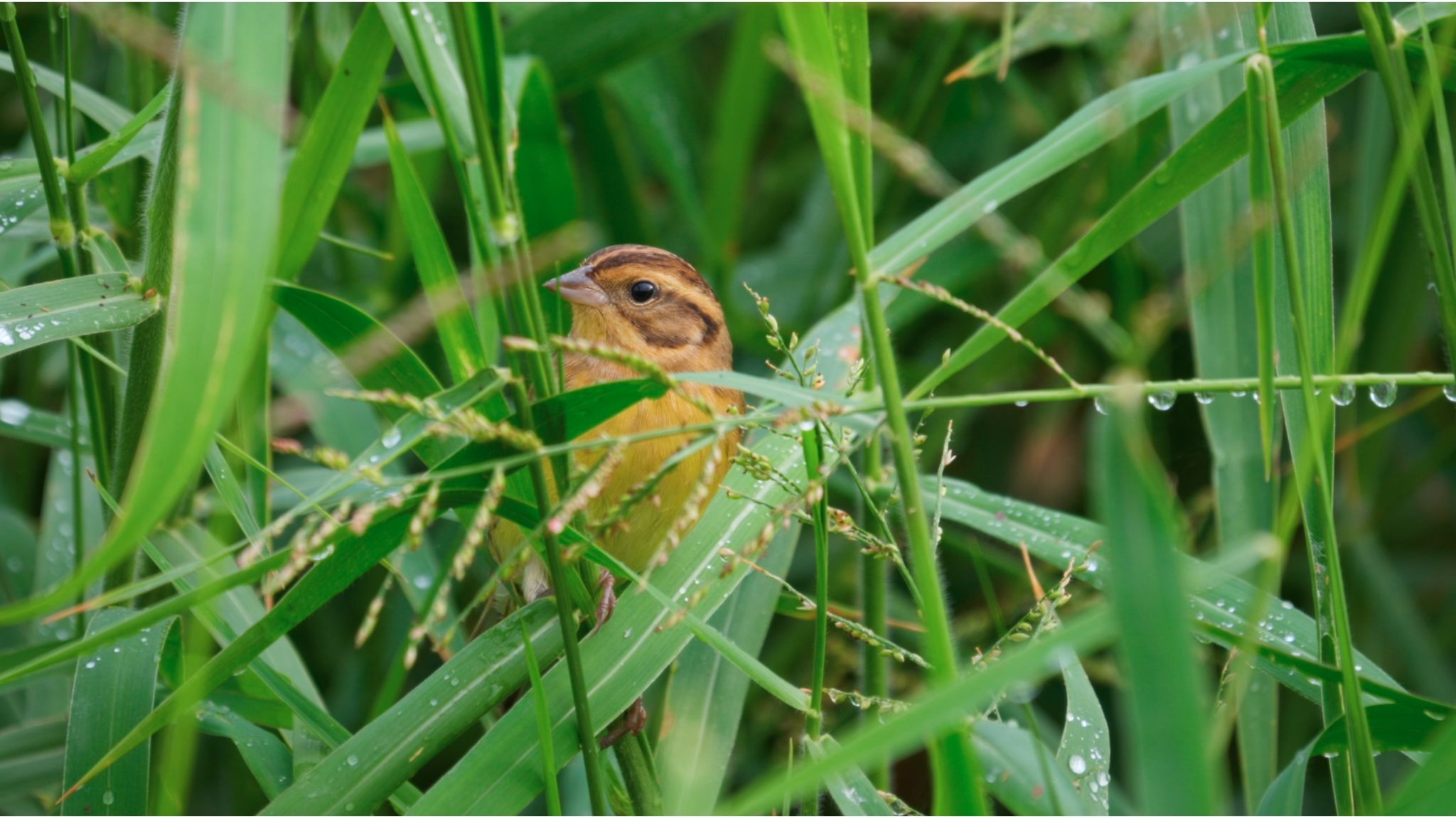 大自然逐樣解4 | 蝠鳥之食