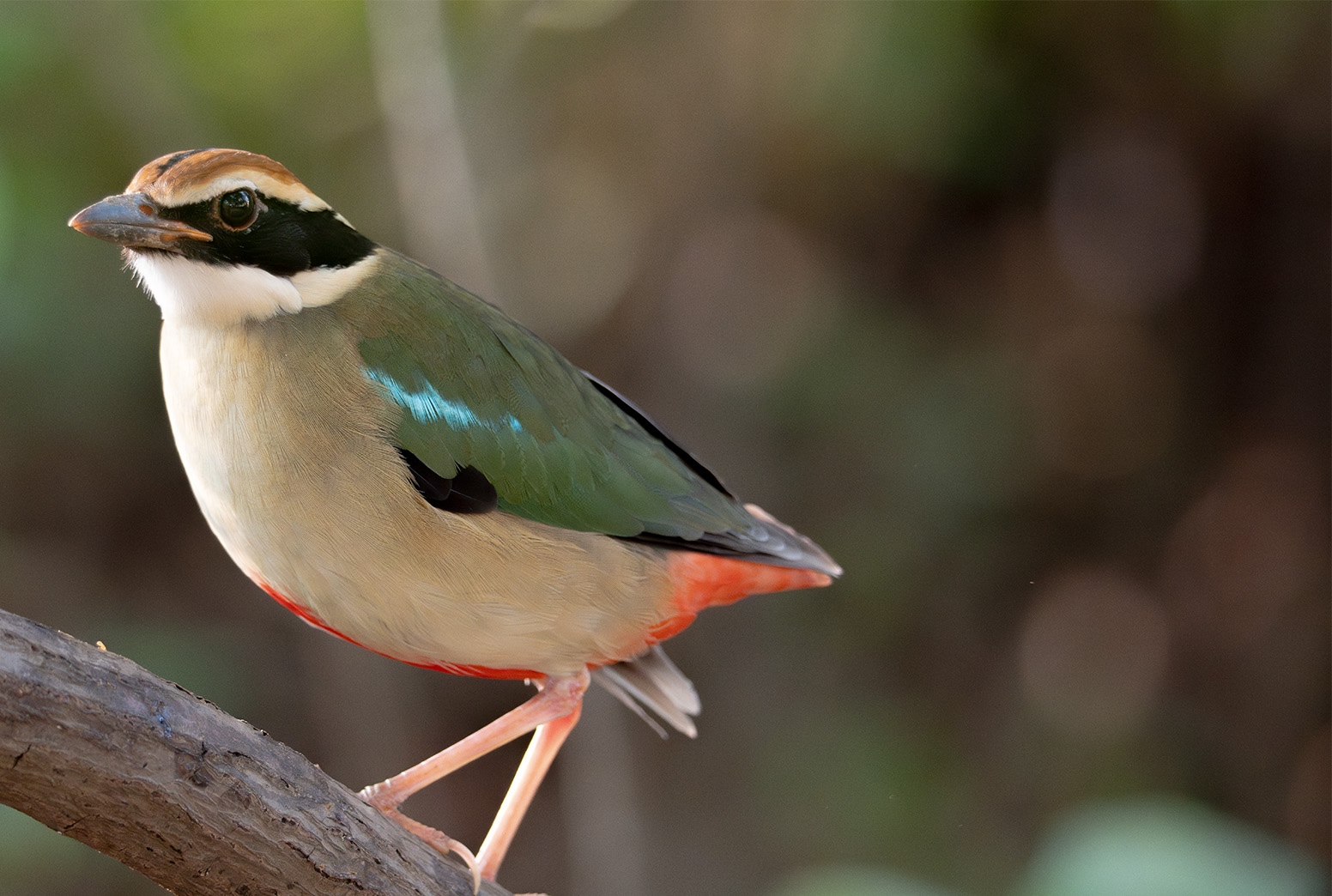 大自然逐樣解4 | 鳥之羽色