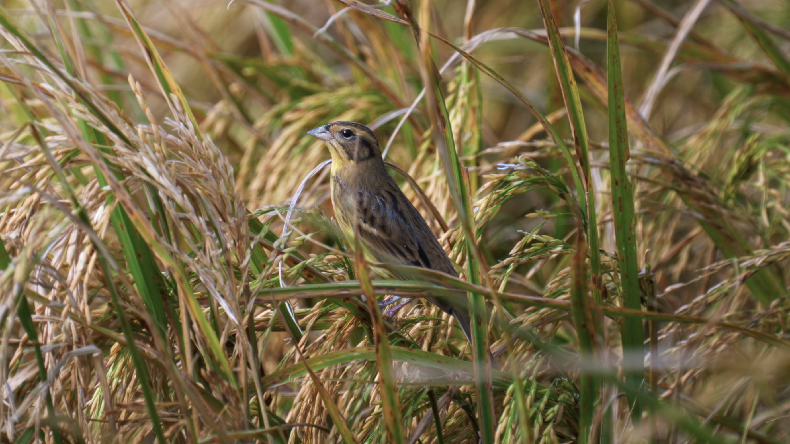 大自然逐樣解4 | 田鳥