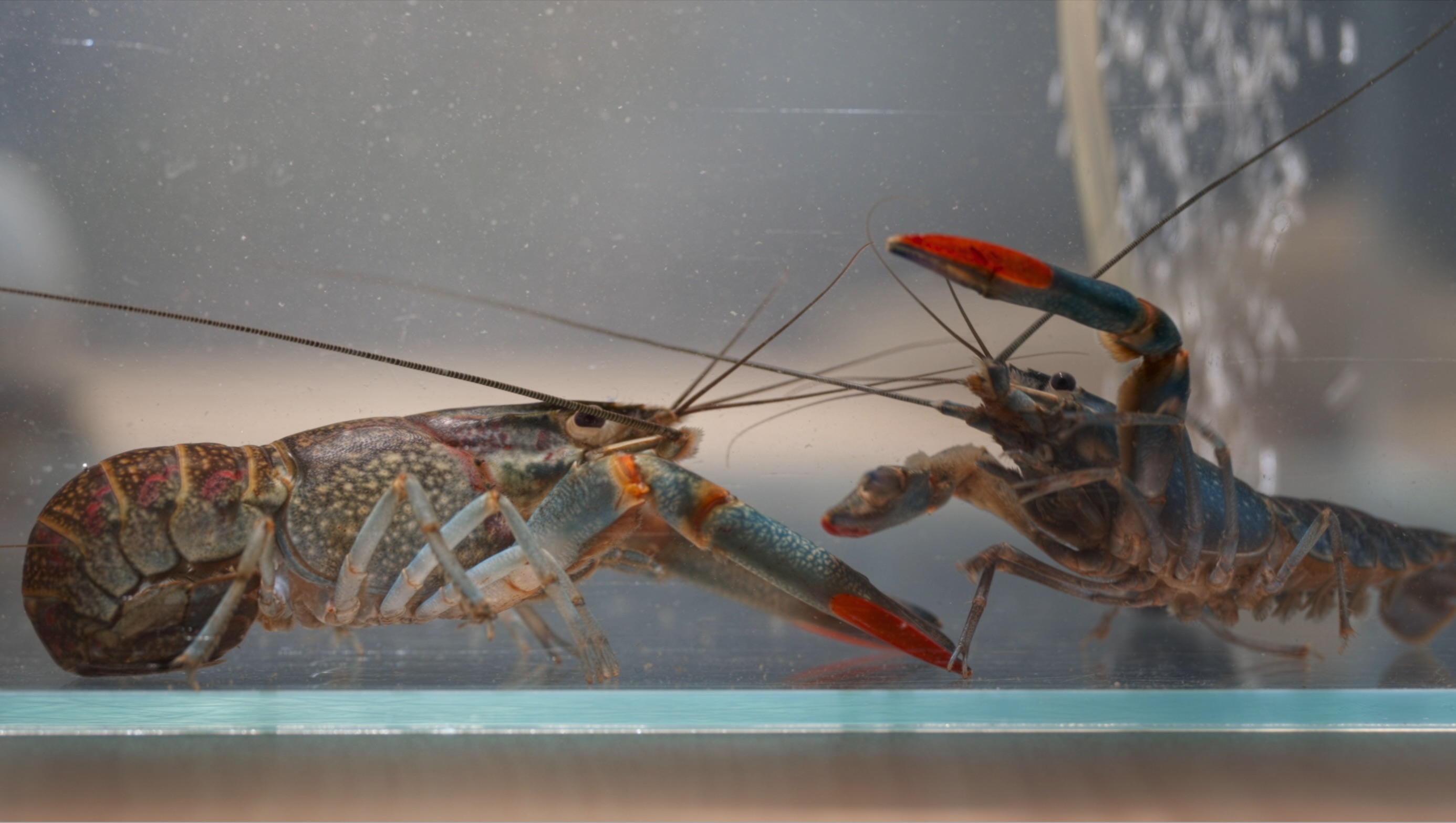 大自然逐樣解4 | 外來螯蝦