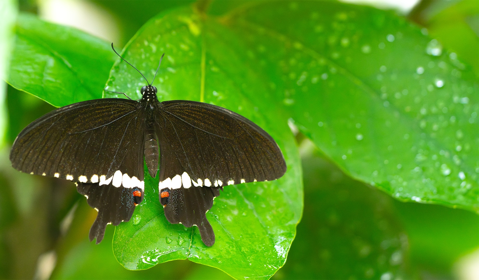 大自然逐樣解4 | 蝴蝶，常常見