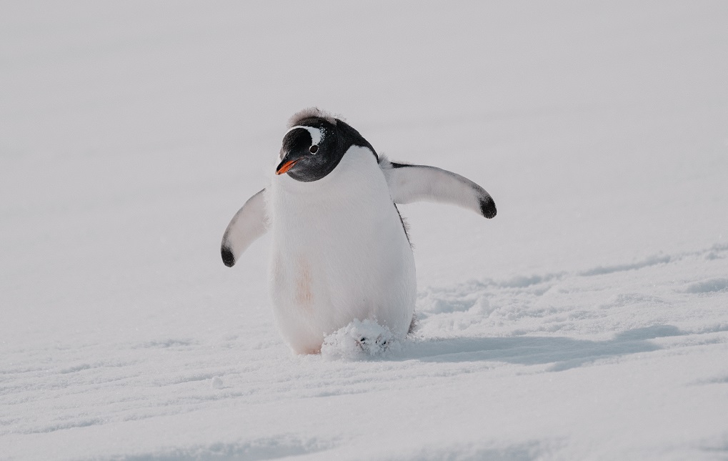 南極遊的重要行程之一是登上企鵝島，二月是企鵝寶寶換毛的季節。