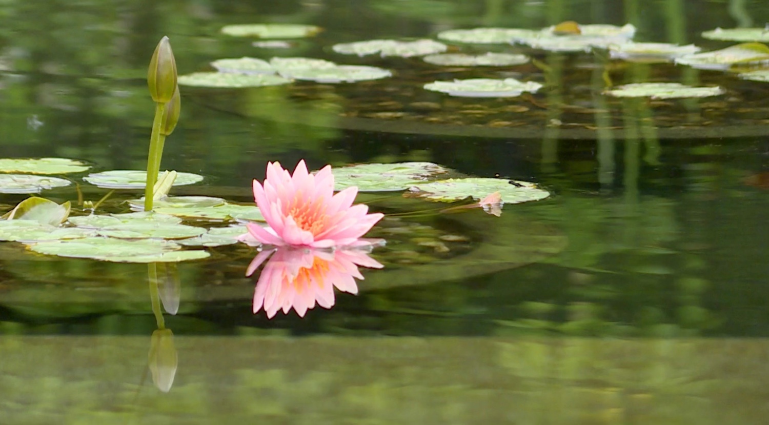 鏗鏘集 | 安心告別式