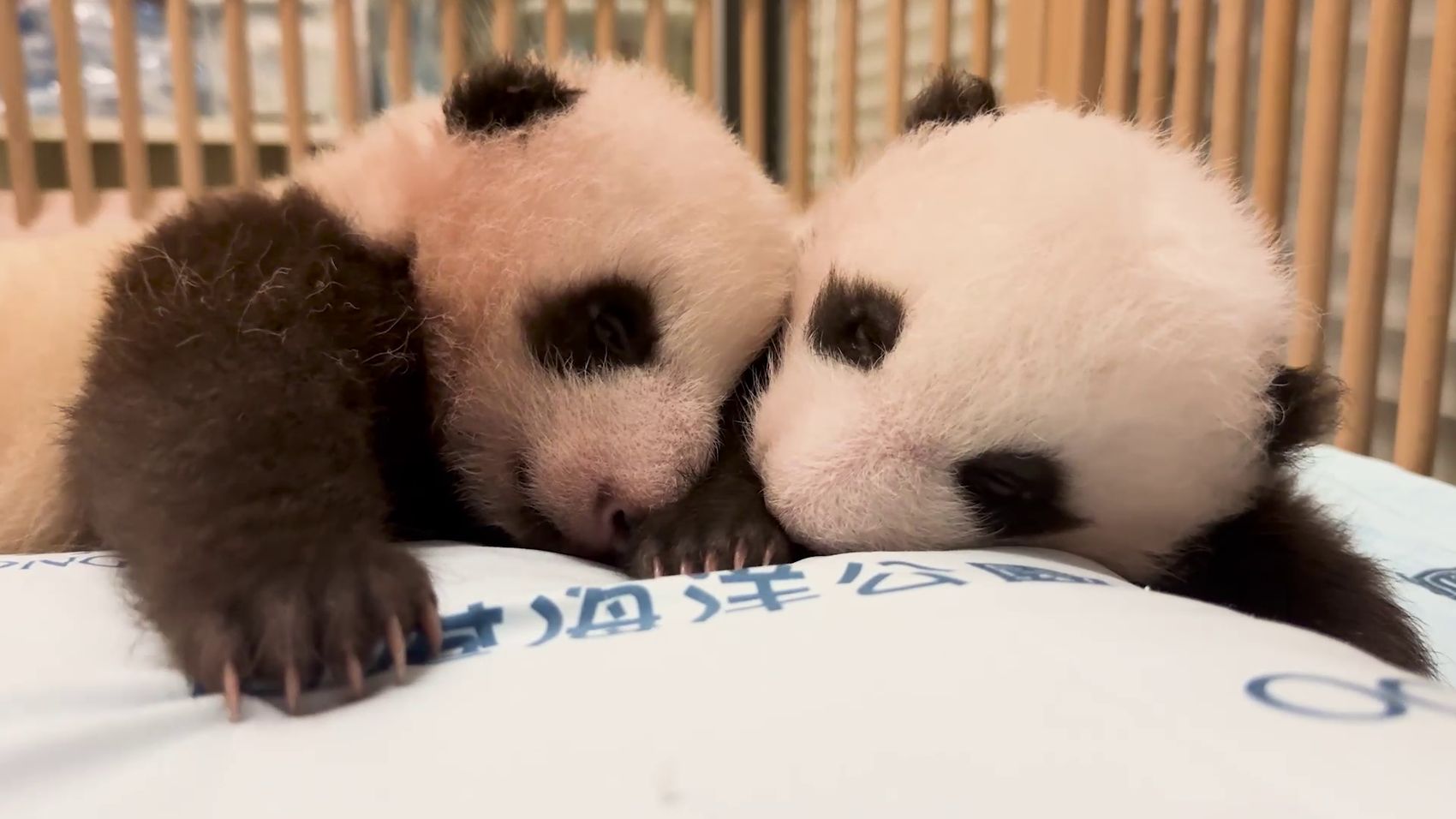 Hong Kong Connection | Panda Economy