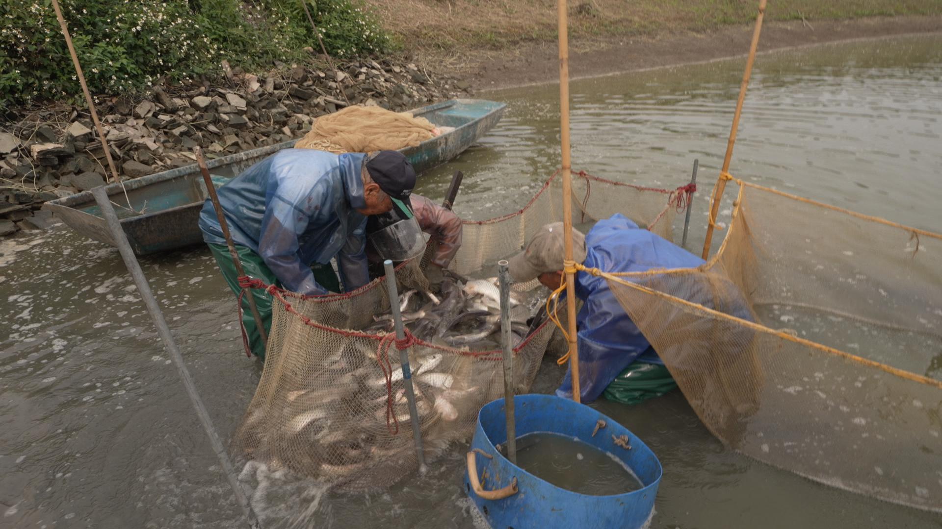 漁民郭木泰夫婦及朋友正在魚塘收