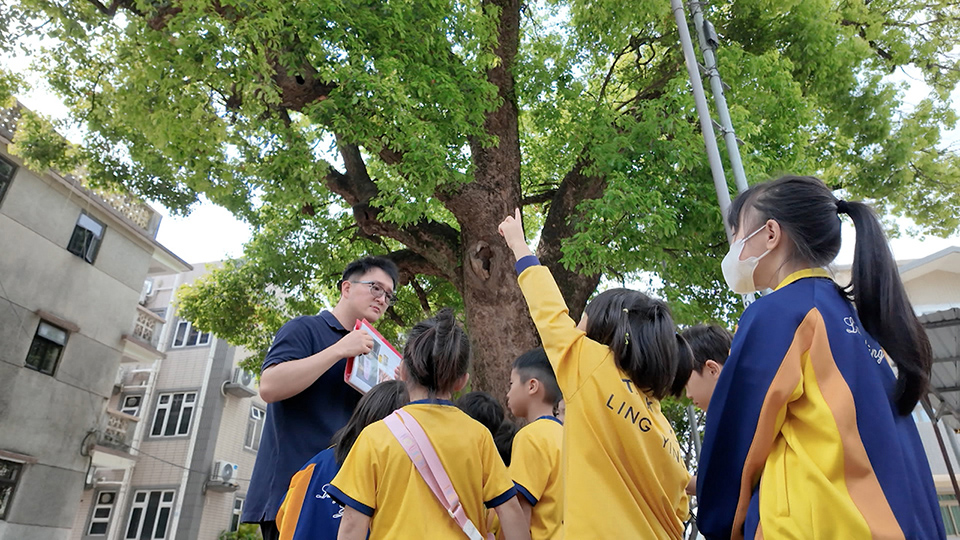 老師與小一學生講述樟樹故事。