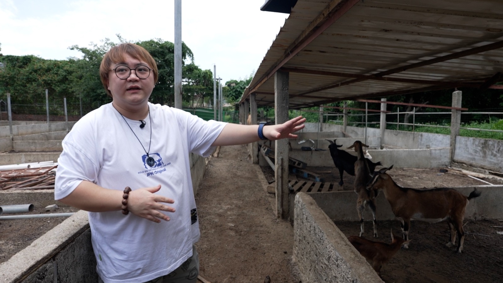 經營牧場的打鼓嶺竹園村原居民，每日打理600隻山羊。