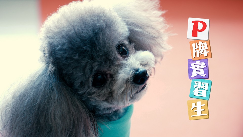 香港故事 - 尾巴會說話 | P牌實習生