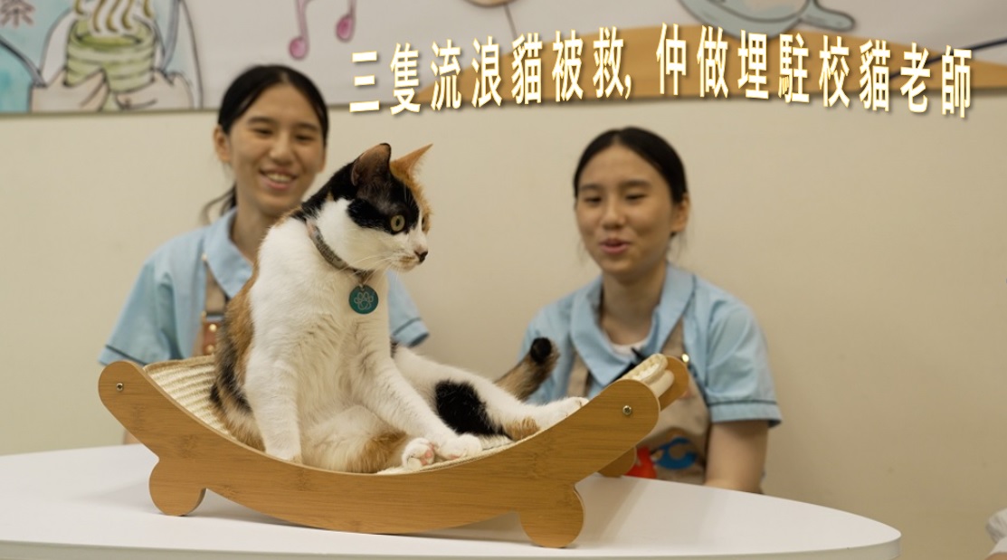 Hong Kong Stories: Tails of the City (English Version) | Cat Teachers