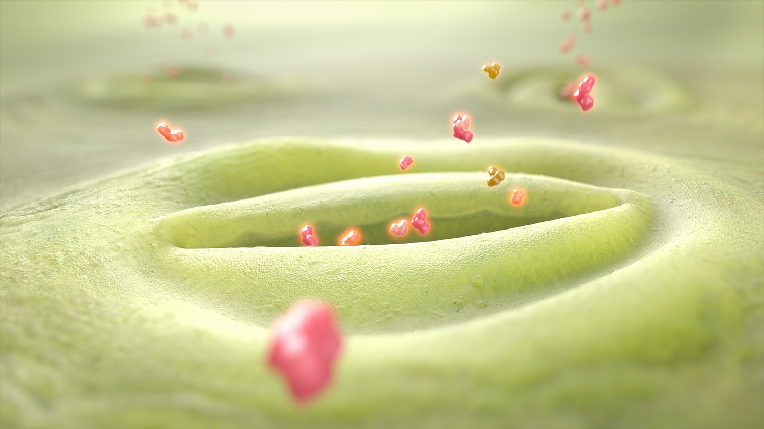 31看世界 – 大自然奧秘  | 綠色秘密生活