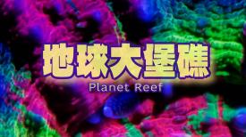 Planet Reef