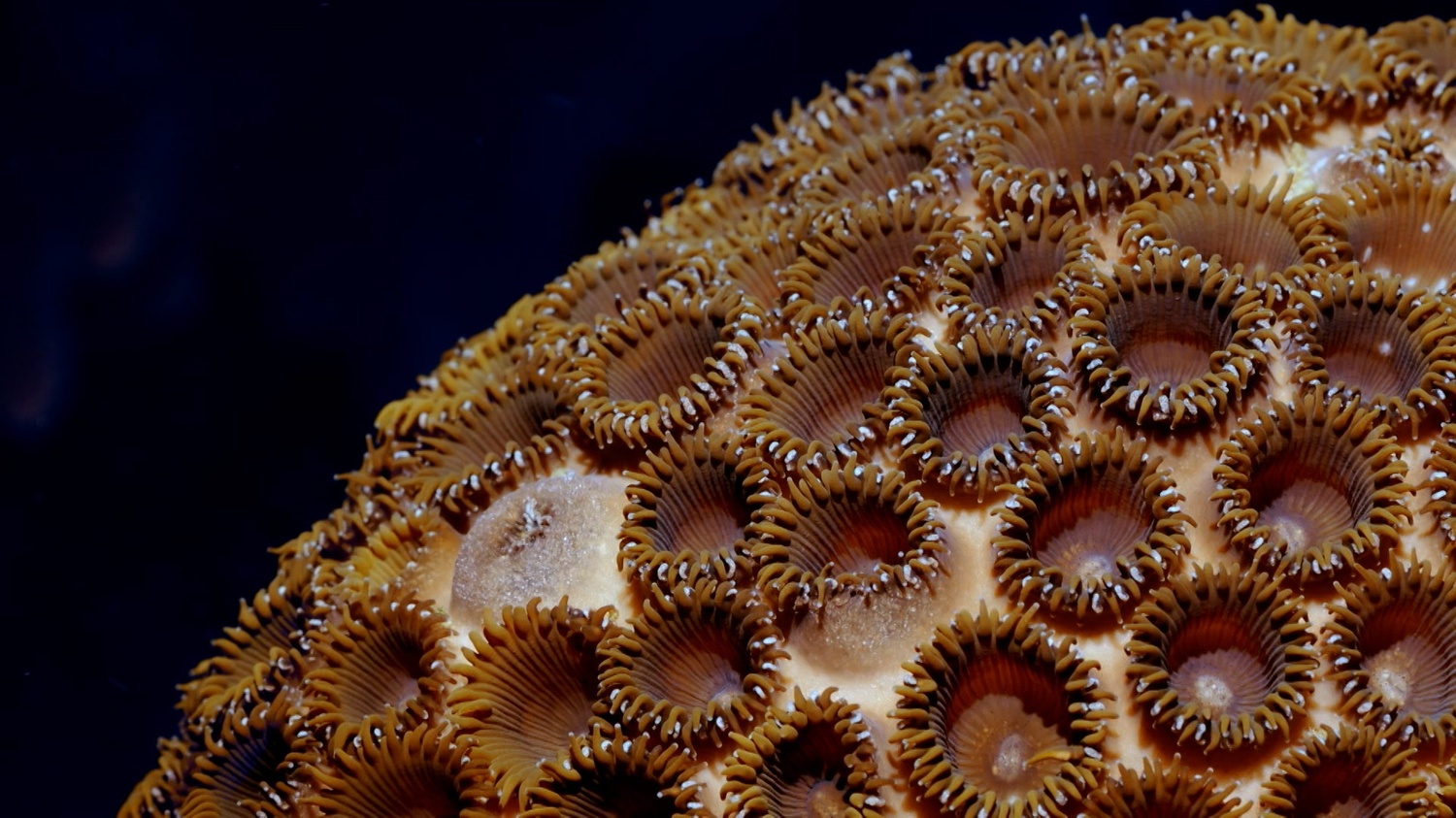 Planet Reef | Resurrecting The Reef