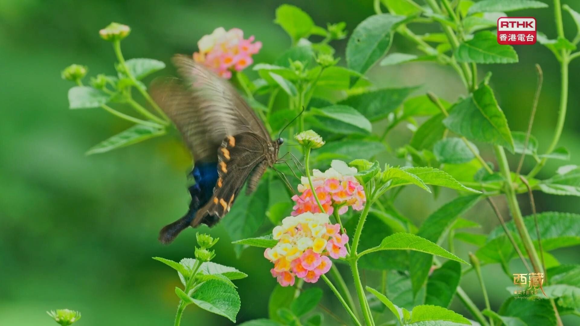 西藏·星空下的傳奇 | 第三集：《星途》 