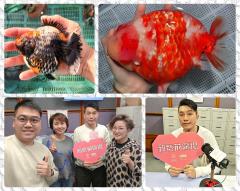 新紫荊廣場 | 楊子矜 麥尚中 金丹 許紹倫Terry/小小金魚，魚樂無窮/古代人喜歡養什麼寵物？/社會熱點話題