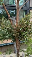 悉尼動物園附設酒店，房間外就是樹熊棲息處。(潘昭強 攝)