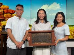 香江暖流 | 《拜見師傅》蜜蜂嗡嗡~原來城市都可以養蜂！／《暖流熱線》你有遇到咩昆蟲?