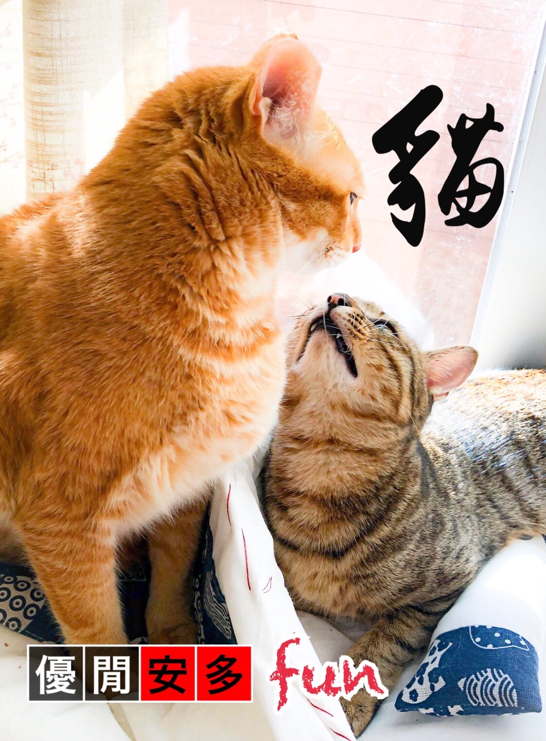 貓奴手記：訓練貓貓當郵差?