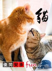猫奴手记：日本大学开发AI应用程式，分析猫猫表情，掌握健康状态
