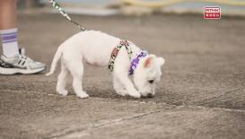 Hong Kong Stories: Tails of the City (English Version)