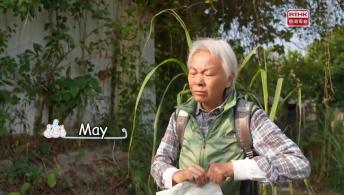 Chief’s Diary – Lai Chi Wo Village Dogs