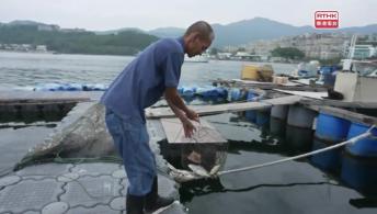 Sam Mun Tsai, Tai Po – Cradled by the Sea