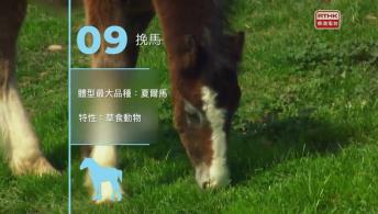 可愛寶寶（上） 