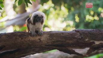 魅力家族（上） 