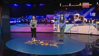 港深城市建築雙年展；國際馬術盛典