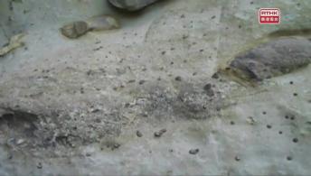 史前系列：極地尋龍 (下) Ancient Earth: Dinosaurs of the Frozen Continent 