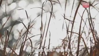 第七集：河洛記 匠心獨具(下)