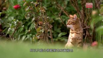 第六集：科學探索者