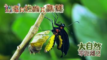 第二集 蝴蝶 x 寄主植物 x 鳳園