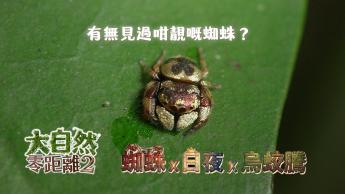 第四集  蜘蛛 x 日夜 x 烏蛟騰