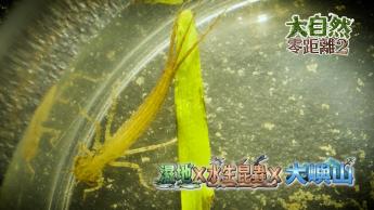 第八集 濕地 x 水生昆蟲 x 大嶼山 