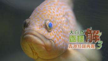 香港紅斑再現?