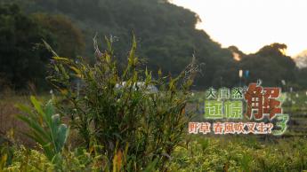 野草 春風吹又生？