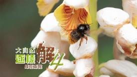 大自然逐樣解4