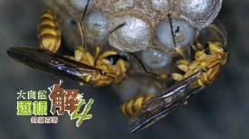 大自然逐樣解4