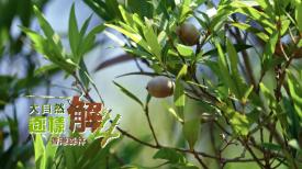 大自然逐樣解4