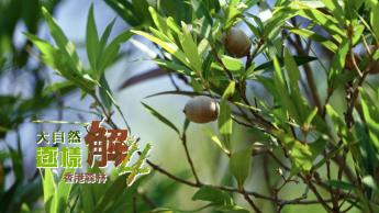 香港森林
