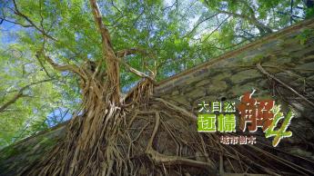 第十八集 城市樹木