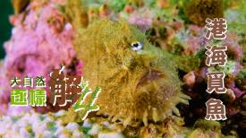 大自然逐樣解4