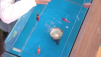 第一百八十七集 - 企鵝丁丁