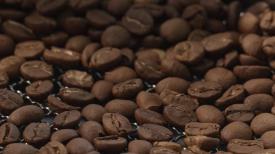 原來香港都有咖啡樹？