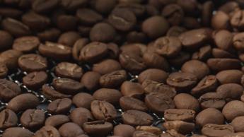 原來香港都有咖啡樹？