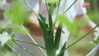 #6 美人手指 - 秋葵 