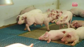 #3  When It Comes to Pork