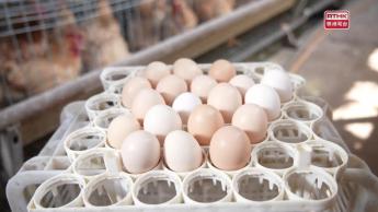 #6  A Versatile and All-purpose Food Ingredient – Eggs